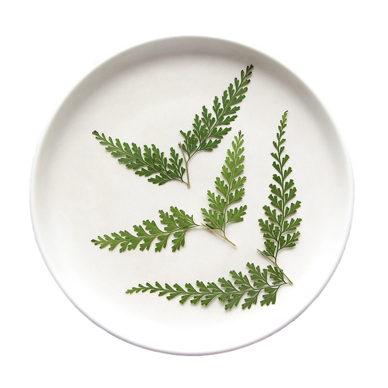 Nature Pressed Fern Branches,d - Dried Flower Bulk recension och pris